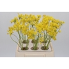 Allium Moly Jeannine