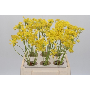Allium Moly Jeannine