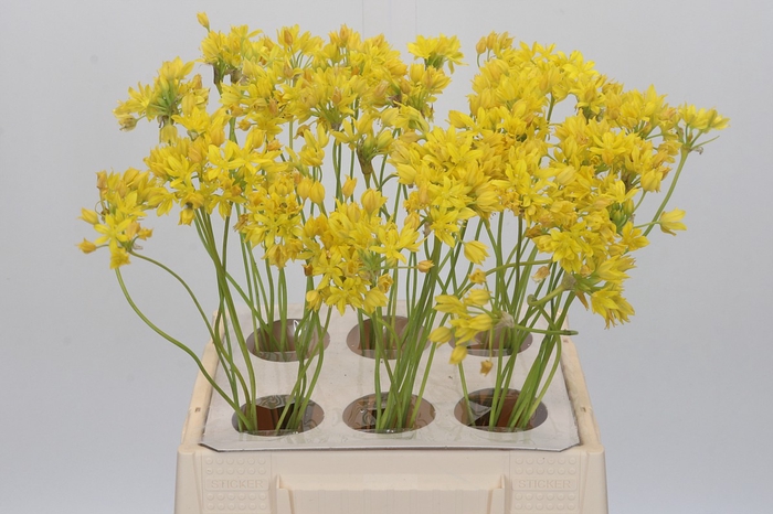 Allium Moly Jeannine