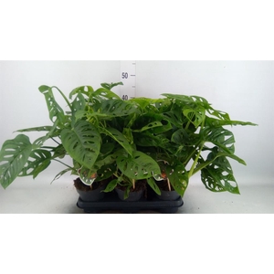 Monstera obliqua 'Leichtlinii'