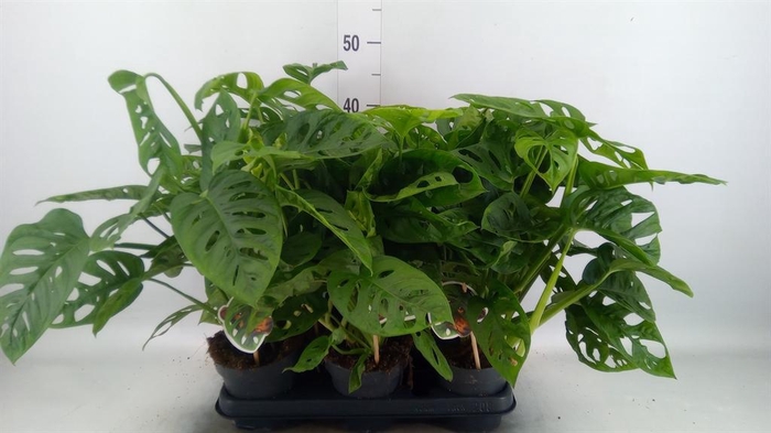 <h4>Monstera obliqua 'Leichtlinii'</h4>