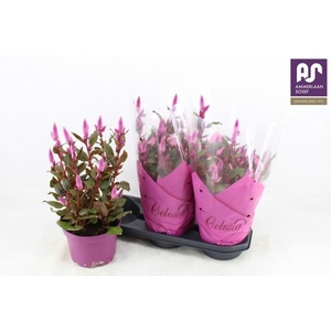 CEL WILD PINK