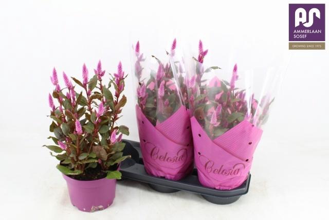 <h4>CEL WILD PINK</h4>