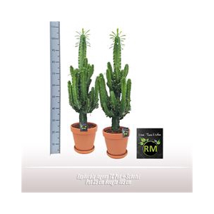 Euphorbia ingens TC Pot + Schotel