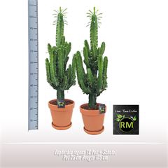 <h4>Euphorbia ingens TC Pot + Schotel</h4>