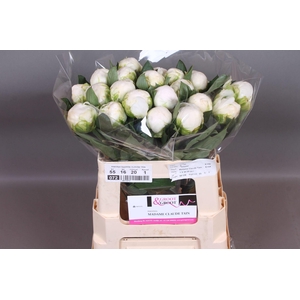 Paeonia Madame Claude Tain | Heavy Quality