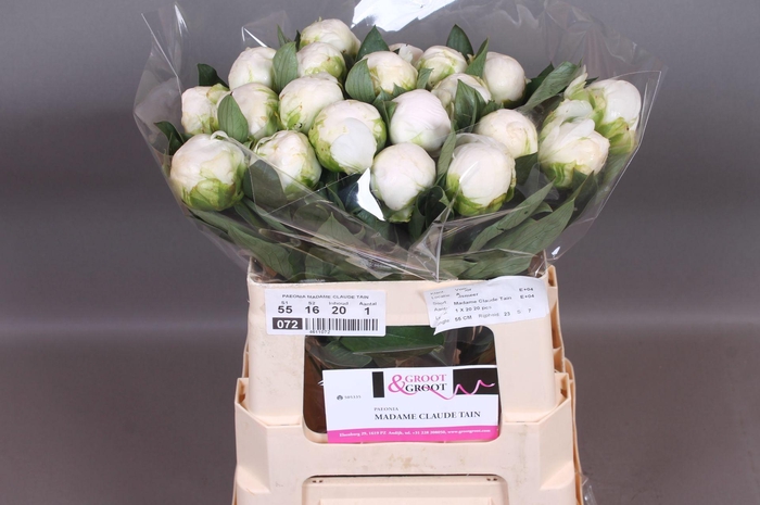 <h4>Paeonia Madame Claude Tain | Heavy Quality</h4>