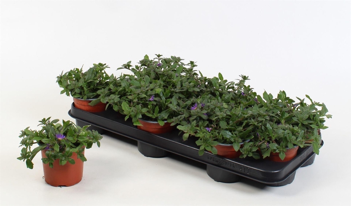 <h4>Scaevola aemula</h4>