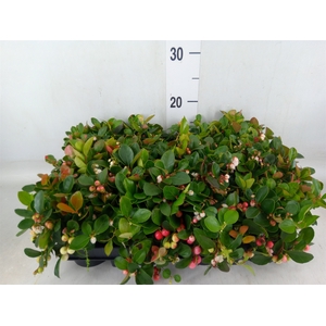 Gaultheria proc.