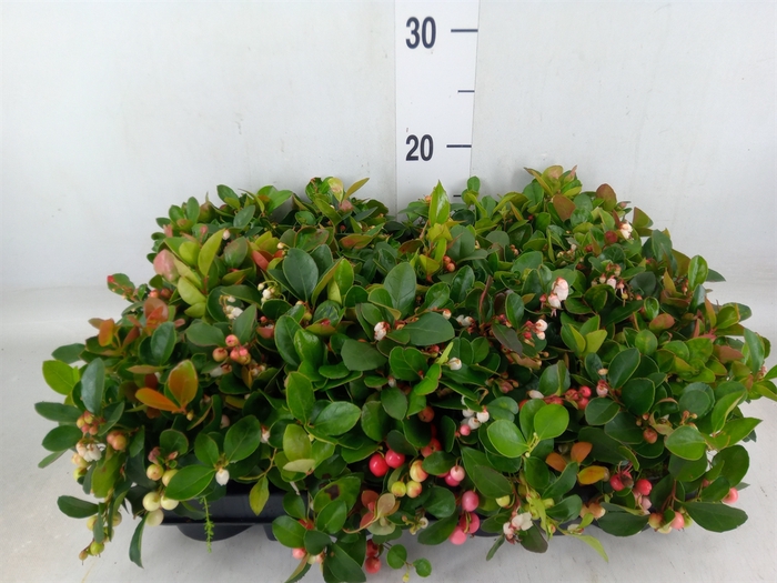 <h4>Gaultheria proc.</h4>