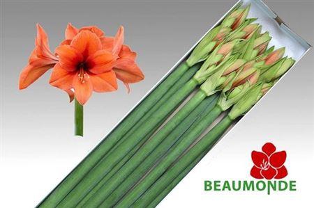 <h4>Hipp Ga Desire</h4>