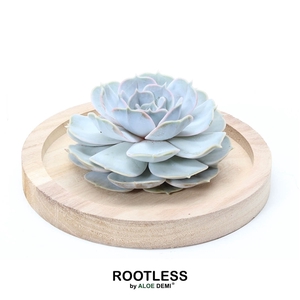 ROOTLESS Echeveria lilacina, wooden bowl