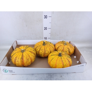 Cucurbita