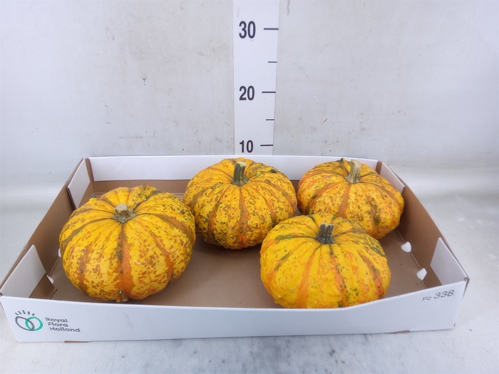 <h4>Cucurbita</h4>