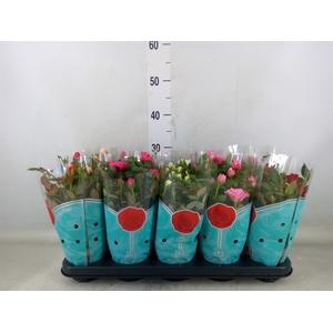 Rosa  'Star Roses'   ...mix 4