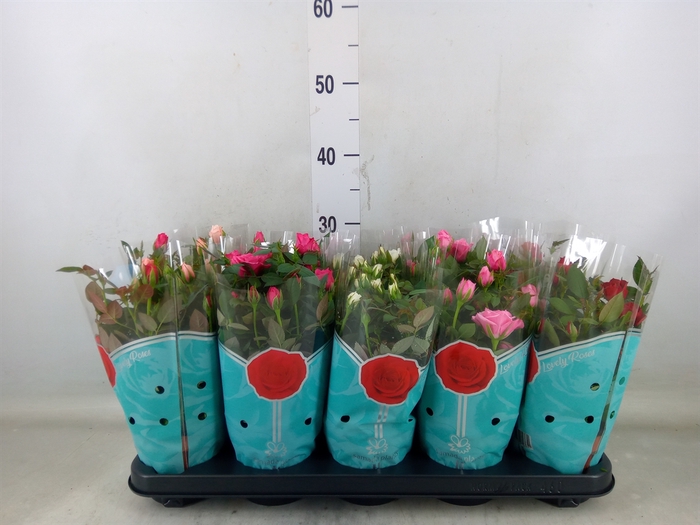 <h4>Rosa  'Star Roses'   ...mix 4</h4>