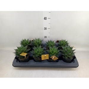 xGasteraloe  'Aurora'