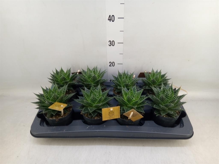 <h4>xGasteraloe 'Aurora'</h4>