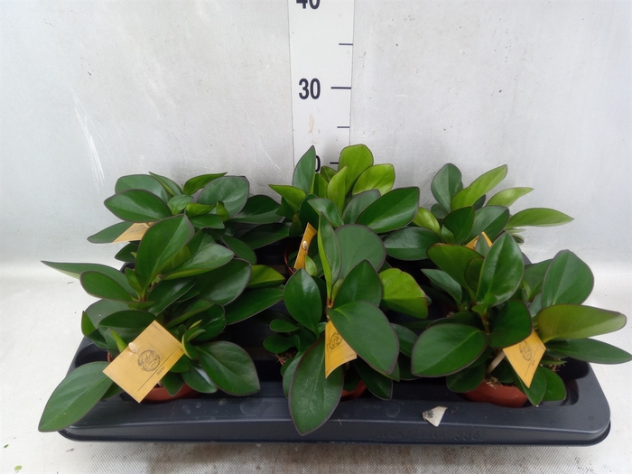 Peperomia clusiifolia 'Red Margin'