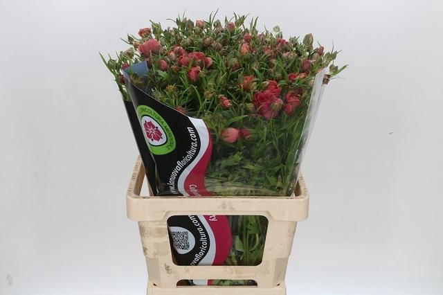 Ran N Modern Energia