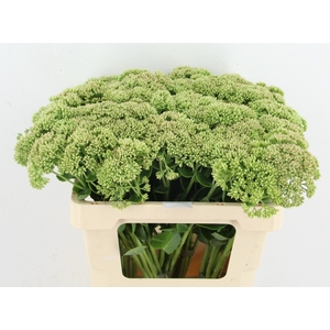 SEDUM HERBSTFREUDE NATURE FRIENDLY