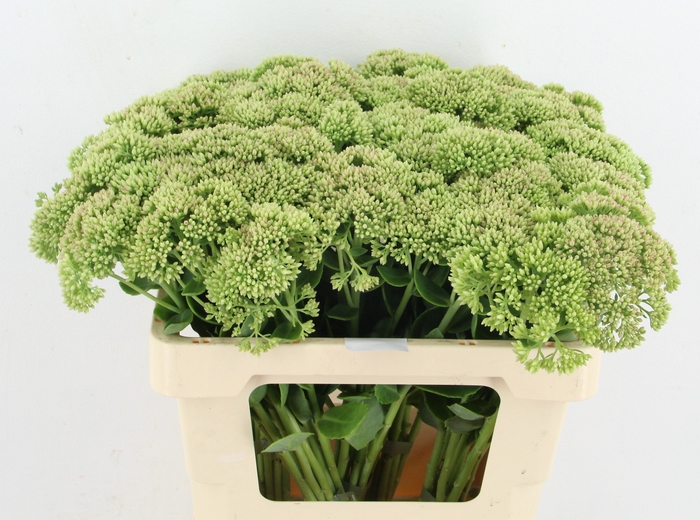SEDUM HERBSTFREUDE NATURE FRIENDLY