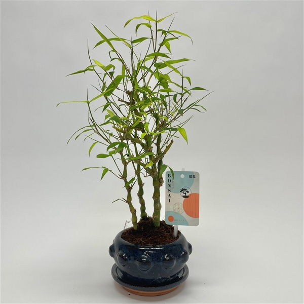 <h4>Bambusa Bonsai Forest 13 cm</h4>