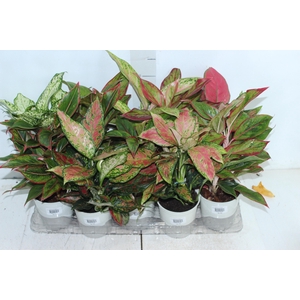 AGLAONEMA VARIADA P12 PREMIUM