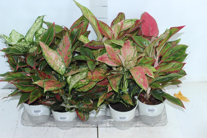 <h4>AGLAONEMA VARIADA P12 PREMIUM</h4>