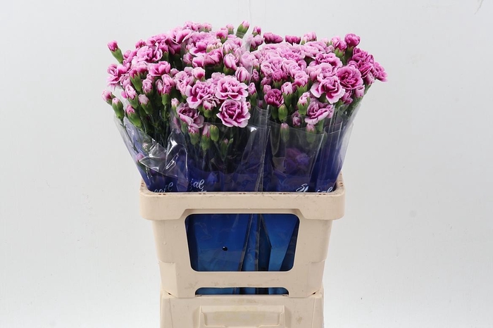 <h4>Di Tr Ekeko hi</h4>