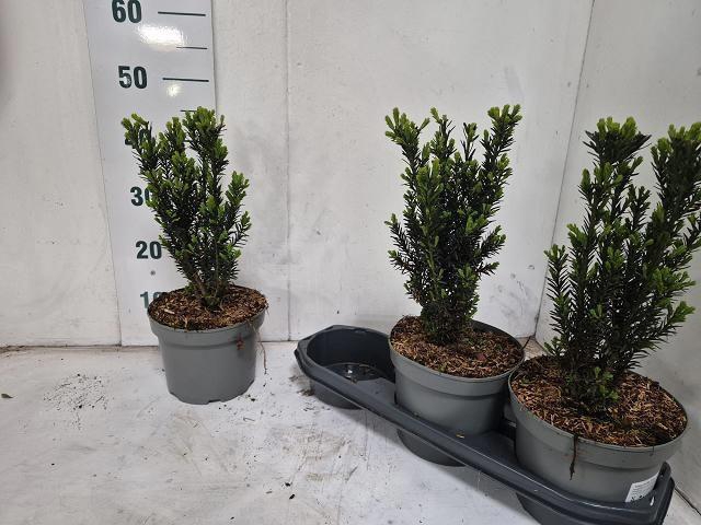 <h4>TAXUS M HILLII</h4>