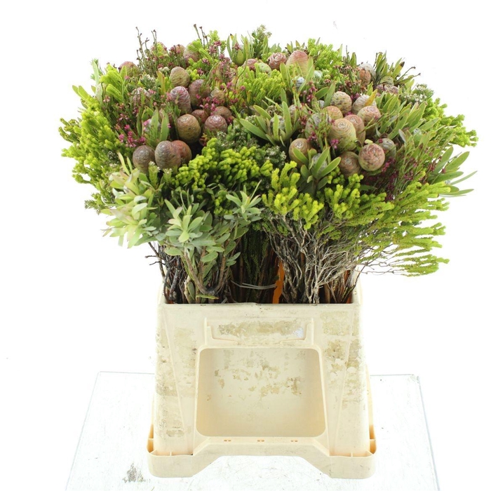 <h4>ALLERHEILIGENBOEK BS</h4>