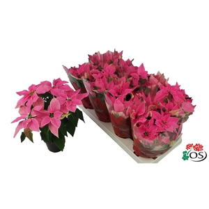 Euphorbia Princettia vertakt Hot Pink