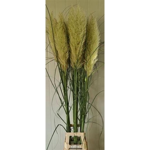 Cortaderia S Evita