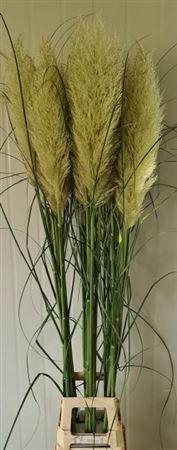 <h4>Cortaderia S Evita</h4>