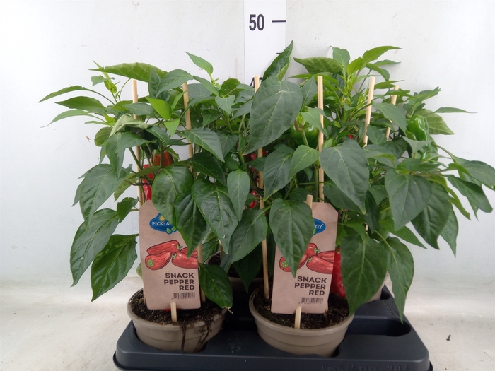 <h4>Capsicum annuum   ...paprika</h4>