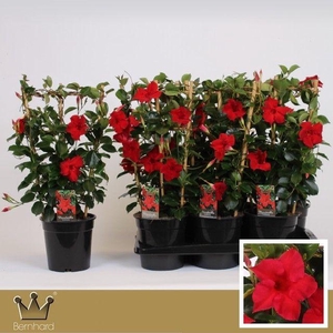 Sundaville P17 Rek Classic Red