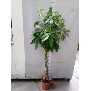 Pachira aquatica