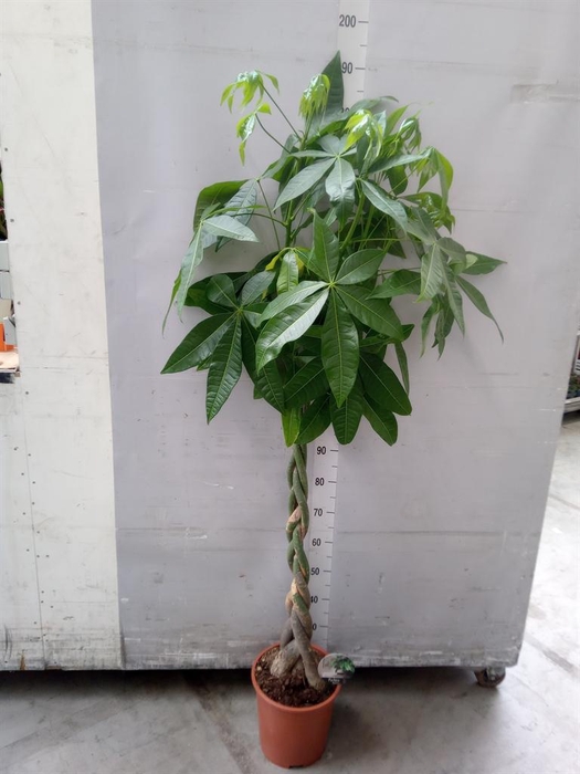<h4>Pachira aquatica</h4>