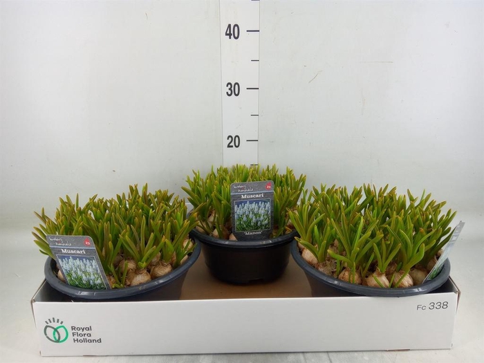 <h4>Muscari  'Manon'</h4>