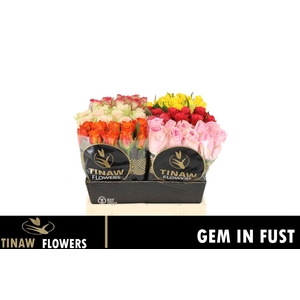 R Gr Gem In Fust