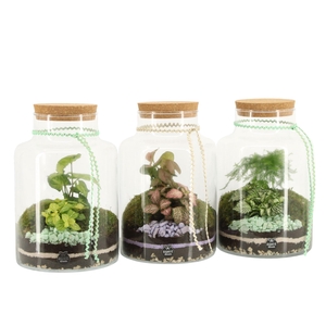 11605: Consideration terrarium