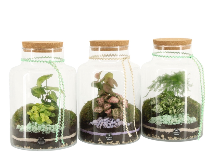 <h4>11605: Consideration terrarium</h4>
