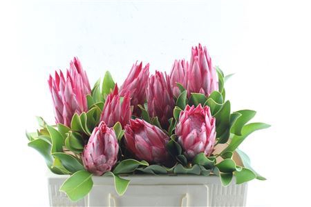 <h4>Protea Cy Madiba</h4>