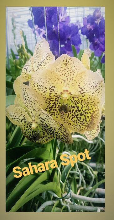 <h4>Vanda Sahara Spots</h4>