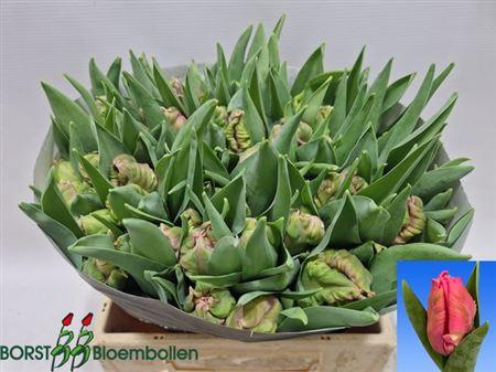 <h4>Tu Pa Marvel Parrot</h4>