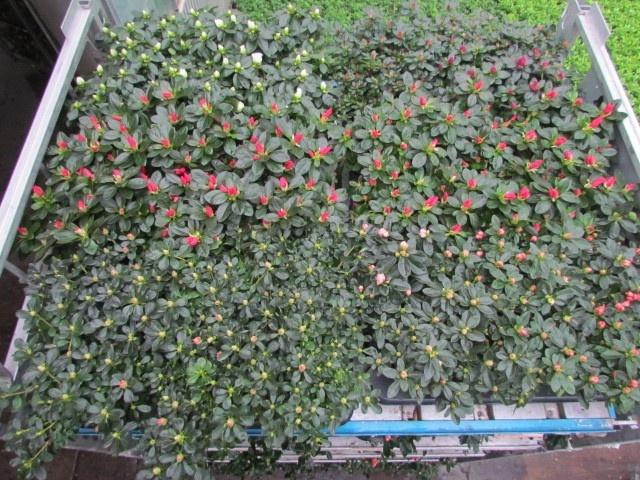 <h4>RHODO SIMSI MIXK</h4>