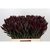 Leucadendron Saf Sunset Dark R.