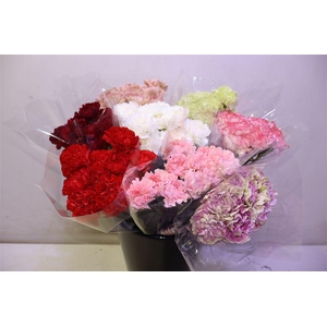 Dianthus Mix X10