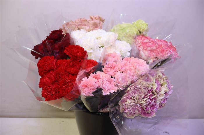 <h4>Dianthus Mix X10</h4>